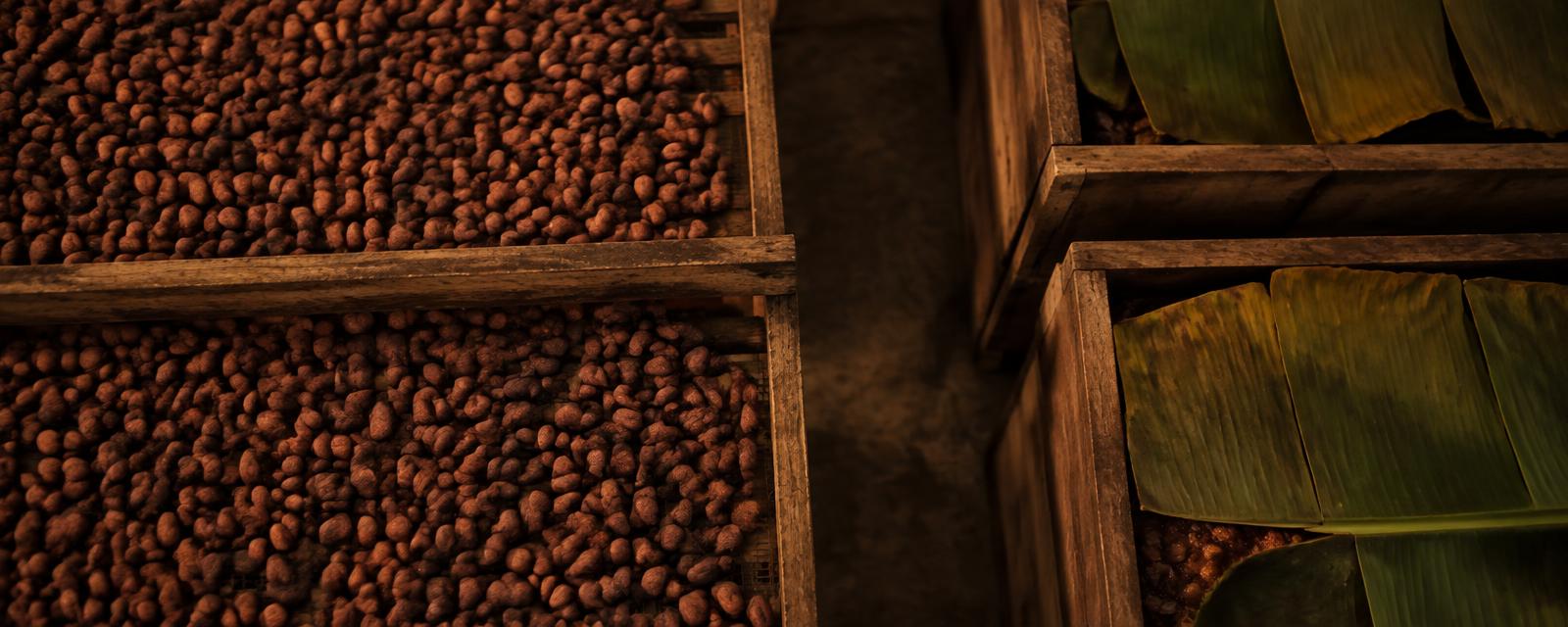 Cacao secándose junto a cajones de fermentación